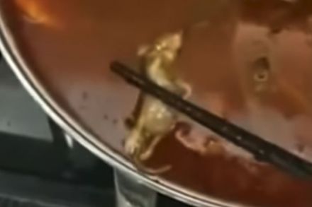 Dead mice found in hot pot Xiabuxiabu has lost US$190 million in market value.jpg