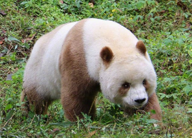 The brown giant panda Qizai is about to become a father .jpg