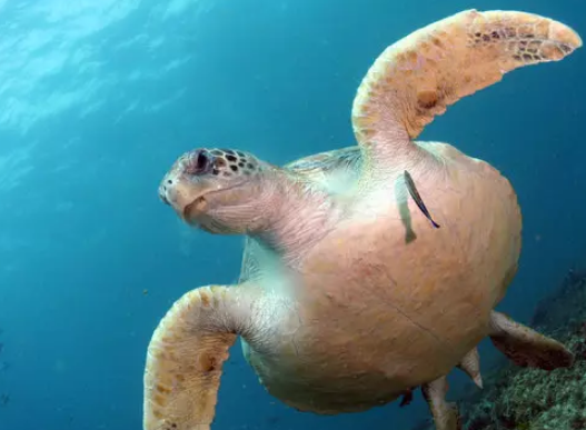 研究发现 世界上大多数海龟都吃过塑料