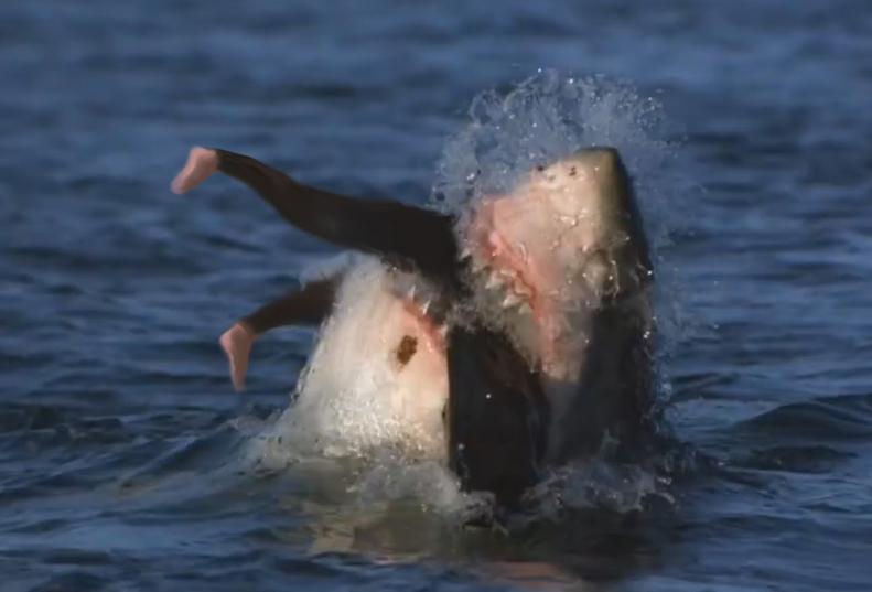 现实版《大白鲨》! 美国一男子遭鲨鱼袭击身亡!