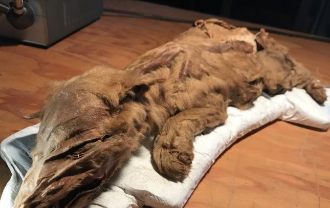 保存完好的冰河时代狼崽及驯鹿的遗骸在加拿大被发现