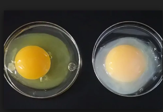 日本科学家培育出下'金蛋'的母鸡