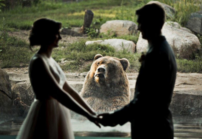 来自单身熊的凝视! 大灰熊乱入夫妻婚纱照!