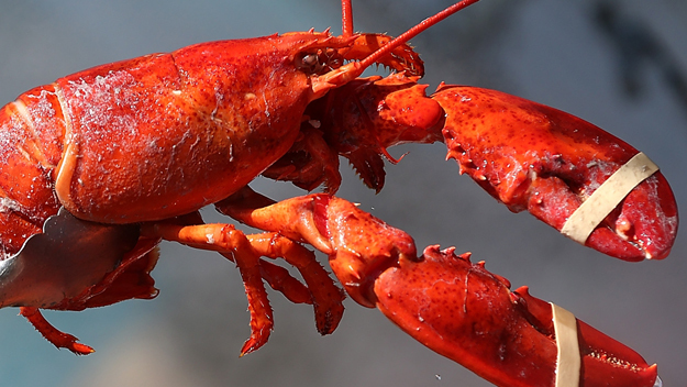 Humane! A restaurant in the U.S. lets lobsters finish smoking marijuana before hitting the road! .jpg