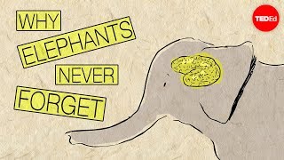 为什么大象不会忘事?