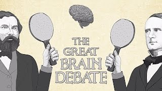 关于大脑的伟大讨论