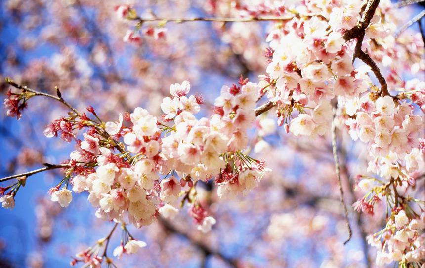 受极端天气影响 日本樱花罕见秋季绽放