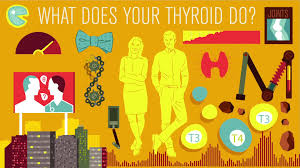 甲状腺是如何管理你的新陈代谢的? 甲状腺是如何管理你的新陈代谢的?