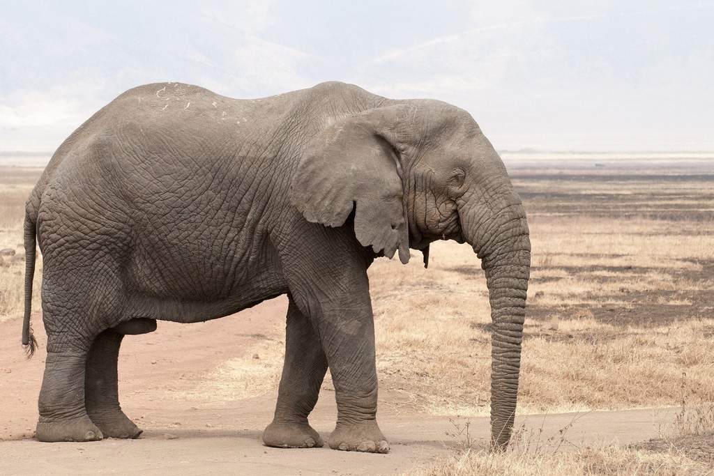 Sad! African elephants no longer grow ivory for self-protection! .jpg