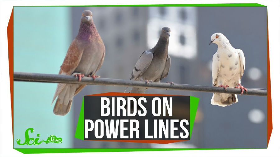 为什么站在电线上的鸟不会被电到.jpg