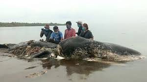 Sperm whale bodies were found on the coast of Indonesia full of plastic trash.jpg