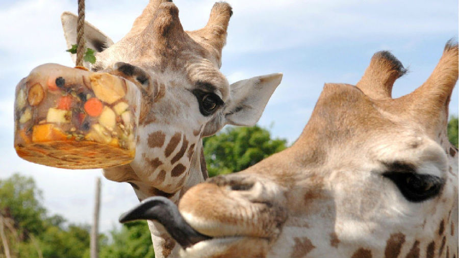 长颈鹿喜欢和同伴共同觅食.jpg