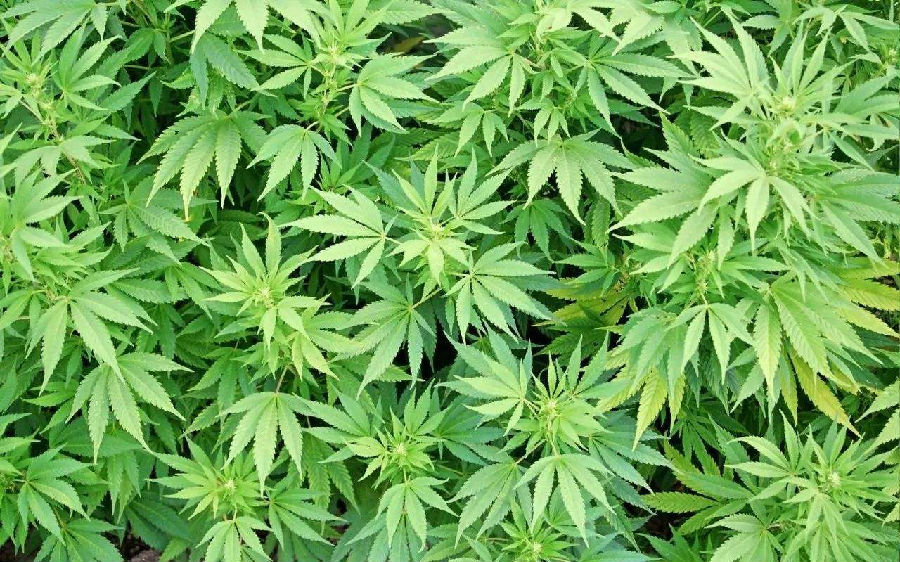 The first thing teenagers tried was not drinking and smoking, but marijuana! .jpg