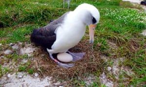 68岁高龄的信天翁产下一枚鸟蛋