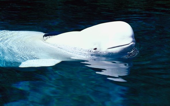 阿拉斯加白鲸.jpg