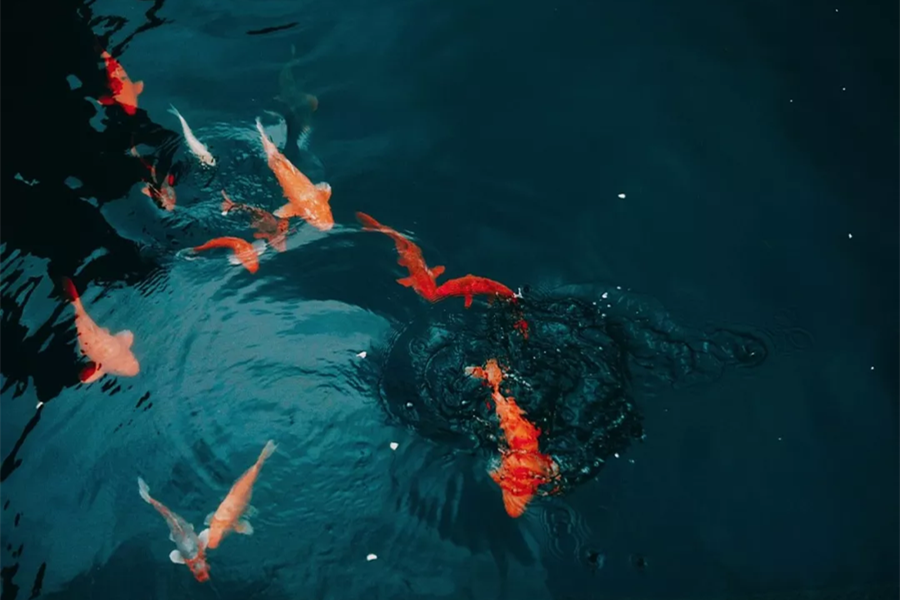 The 2019 fashion color is released, which is too much like a koi.jpg