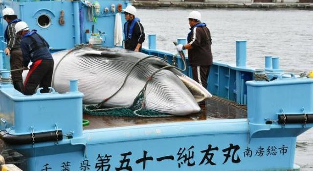 Want to “retire” for whaling? Japan may withdraw from the International Whaling Commission.jpg