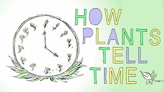 植物是怎么辨别时间的?
