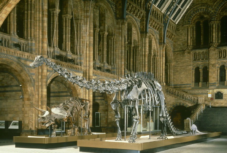 the Natural History Museum in London