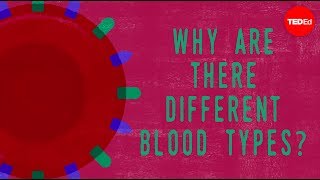 血型为什么如此重要