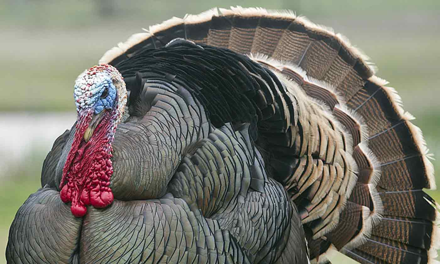 wild turkeys.jpg