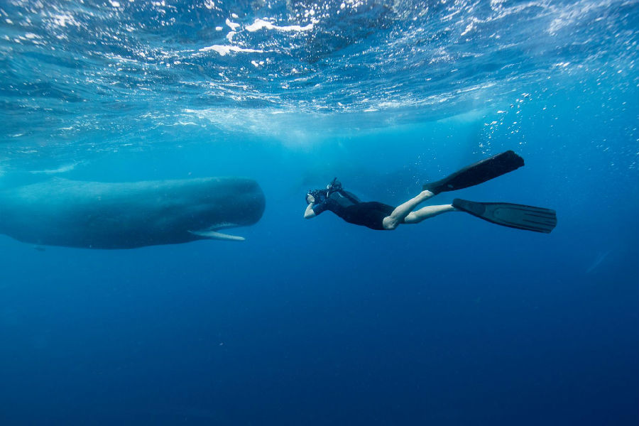 追逐抹香鲸的水下摄影师