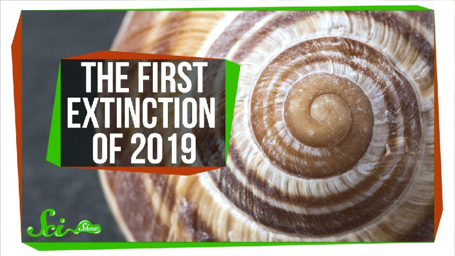 2019年的第一起物种灭绝.jpg