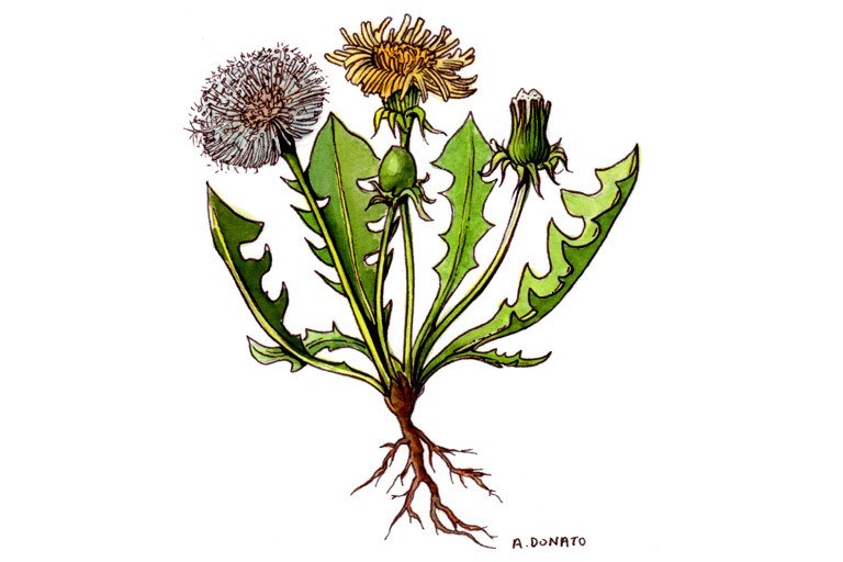 dandelion dandelion