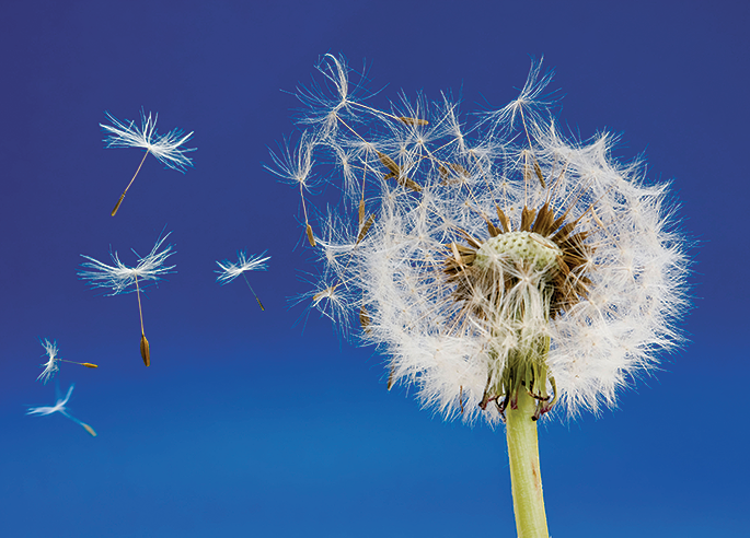 dandelion