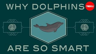 海豚有多聪明?