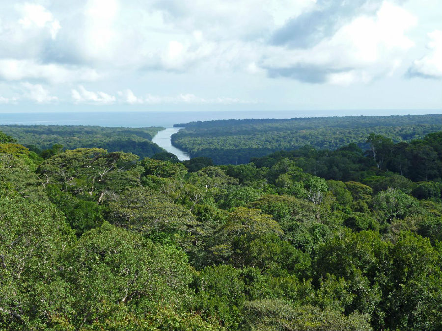 the rain forest trees in Panama