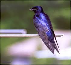 purple martin.jpg