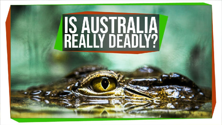 澳大利亚真的那么危险吗.jpg