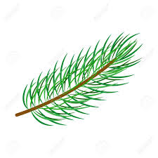 pine needles.jpg
