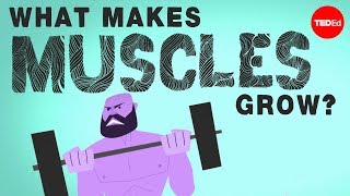 是什么使肌肉增长的?