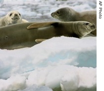 Crabeater seals lying on the ice in Paradise Bay, Antarctica, in a 2005 photo