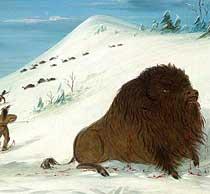 'Buffalo Lancing in the Snow Drifts -- Sioux' by artist George Catlin 