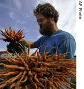An American carrot farmer harvests his crop earlier this year