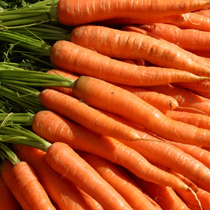 VOA慢速:胡萝卜未必都是橙色的