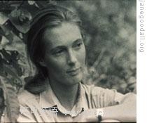 voa慢速讲解:jane goodall:始终致力于黑猩猩的研究