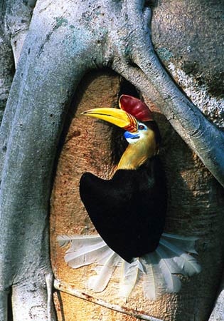 印度尼西亚的犀鸟,印度尼西亚,1999