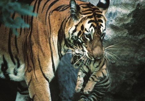 老虎运送幼仔,印度,1997