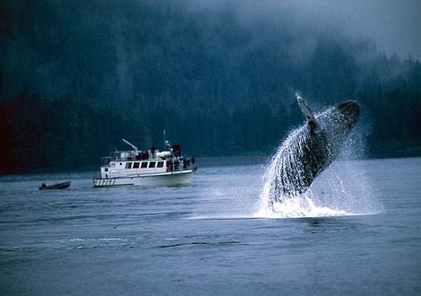 跃出水面的鲸,阿拉斯加州,1999