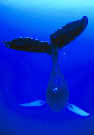 唱歌的座头鲸，夏威夷，1999