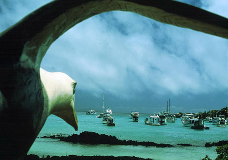 阿约拉港的信天翁,厄瓜多尔,1999