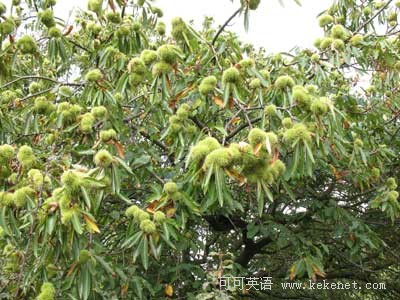 chestnut tree(栗子树) november 22 to december 1 .