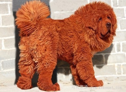 千万藏獒世界最贵 每天海参鲍鱼进补