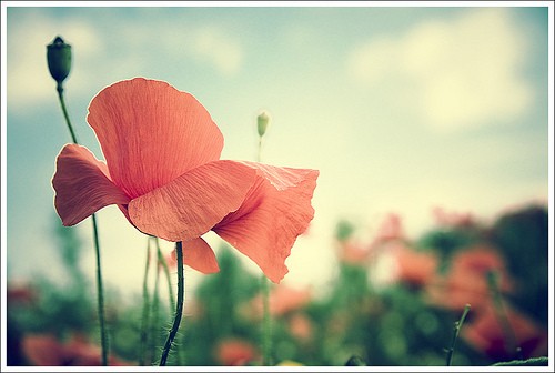 平常心英文歌曲 20120627105355731.jpg