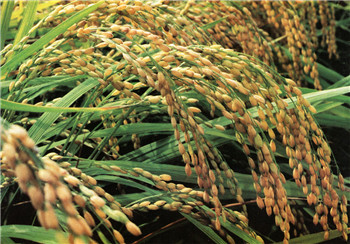 新型转基因水稻可减少温室气体释放量