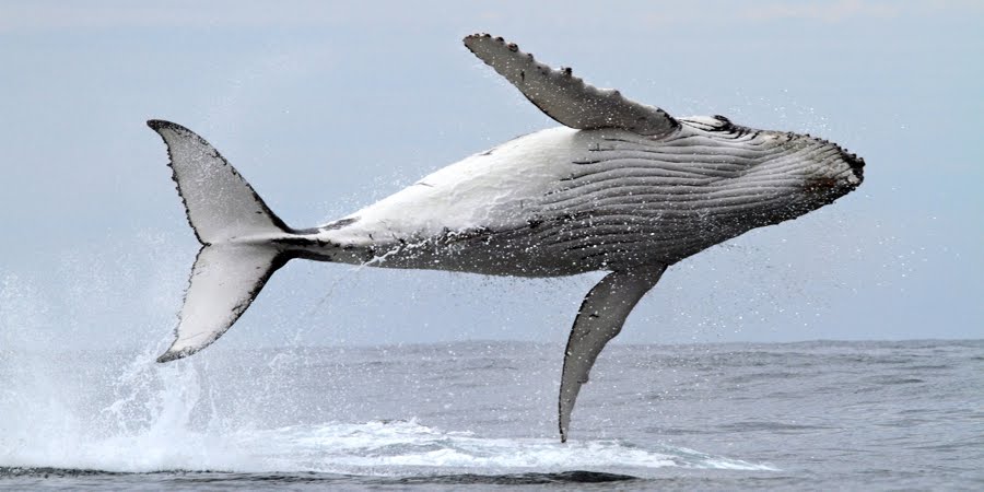 世界上最厉害的鲸鱼图片